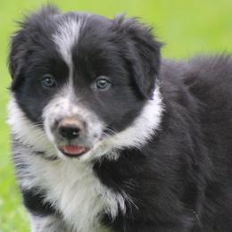 Black male - Black male Border Collie puppy in Tylertown, Mississippi from Cool Meadow Farms