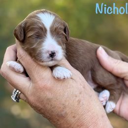 Nicholas - Red  male Goldendoodle puppy in Newnan, Georgia from Wagging Tailz Pups