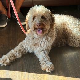Moana - Goldendoodle