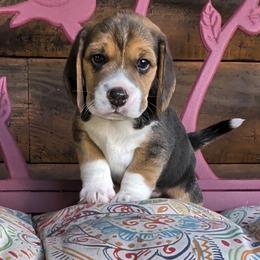 Bennie - Black tan and white male Beagle puppy in Jerome, Missouri from Beam's Beagles