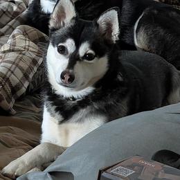 Zoey - Alaskan Klee Kai