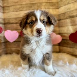 Tucker - Red tri-color male Miniature American Shepherd puppy in Ash Grove, Missouri from 3 Barrels Farms, LLC