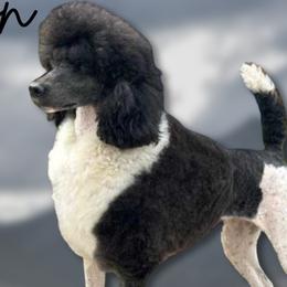 Reign - Poodle
