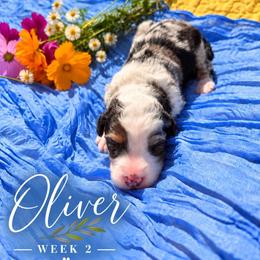 Oliver - Blue merle male Bernedoodle puppy in Burbank, Ohio from Berns & Doodles