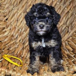 Boone - Tri-color male Bernedoodle puppy in Cleveland, Georgia from Jam's Doodles And Poodles