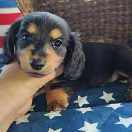 Judy - Black and tan female Dachshund puppy in Hudson, Michigan from Mittentail Kennel Miniature Dachshunds & Australian Shepherds
