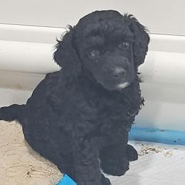 Piper - female Poodle puppy in Athens, Texas from It's  A Dog Thing