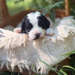Lane - Parti male Goldendoodle puppy in Zeeland, Michigan from Dandelion Lane Doodles