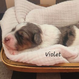 Bernedoodle and Irish Doodle Puppies from Willow-Be Doodles