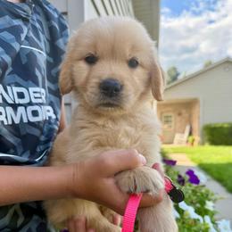 Pink girl - Golden female Golden Retriever puppy in Macy, Indiana from Macy Golden Meadows