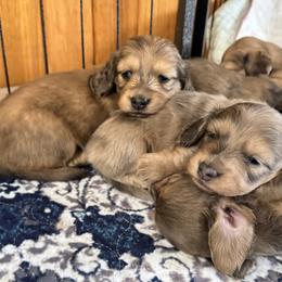 Dachshund Puppies from hHamilton Creek long haired mini dachshunds