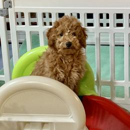 Poodle Puppies from Wanda Burton