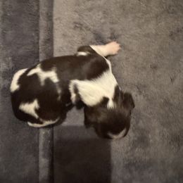 Kid - Liver and white male Brittany puppy in Elko, Georgia from HillTop Brittany Kennel