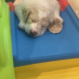 Goldendoodle Puppies from Teddy Grace Doodles