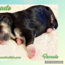 Cascade - Black and white female Sheepadoodle puppy in Roseburg, Oregon from Sharon’s Sheepadoodle’s