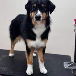Ridley - Black tri-color female Australian Shepherd puppy in Franktown, Colorado from Boujee Aussies