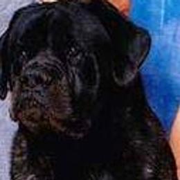 Brian - Mastiff