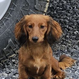 Cedar - Dachshund