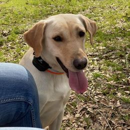 Labrador Retriever Puppies from Down South Retrievers