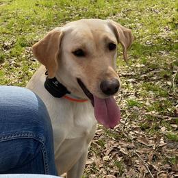 Labrador Retriever Puppies from Down South Retrievers