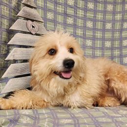 Oscar - Aussiedoodle puppy in Logansport, Indiana from Sandy Hill Farm Aussies, LLC