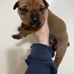 Blue collar male - Red male Boerboel puppy in Rockford, Illinois from Adoraboerboels