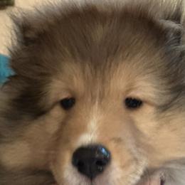 Shetland Sheepdogs from Stone Oak shelties