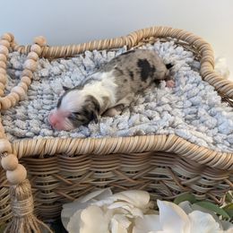 BMM2 - Blue merle male Australian Shepherd puppy in Garland, Maine from MilkyWay Aussies with Tails