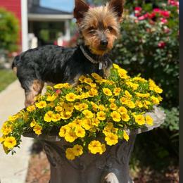 Madonna - Black and gold female Yorkshire Terrier puppy in Taylorsville, North Carolina from SilverLining highlands and hounds