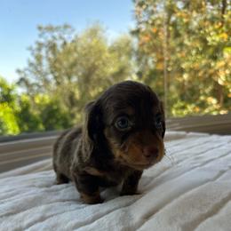 Asher - Chocolate and tan male Dachshund puppy in San Diego, California from Enchantables