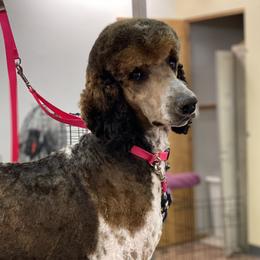 Morgan - Poodle