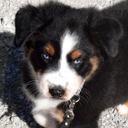 Cruze - Black tri-color male Australian Shepherd puppy in Falcon, Missouri from www.maubachranch.com