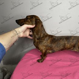 Daisy - Dachshund