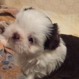 Velma(Sofie) - Liver and white female Shih Tzu puppy in Kernersville, North Carolina from SweetTee's Shih Tzus LLC