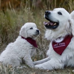 Golden Retrievers from Red Fern Companions