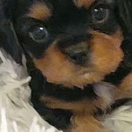 Cavalier King Charles Spaniels and Dachshunds from Magnolia Hill Cavaliers and Doxies