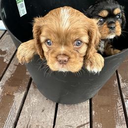 Cavalier King Charles Spaniel Puppies from Enchanted Cavaliers