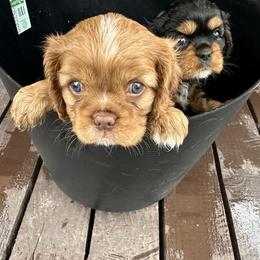 Cavalier King Charles Spaniel Puppies from Enchanted Cavaliers