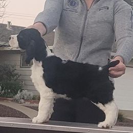 English Springer Spaniel Puppies from Karen Fischer