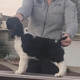 English Springer Spaniel Puppies from Karen Fischer