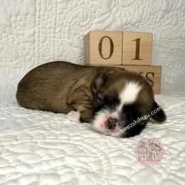 Shih Tzu Puppies from Shurbeez Shih Tzu