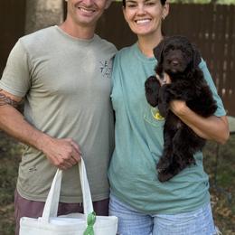 Lucky Country Hutch - Chocolate male Australian Labradoodle puppy in Wake Forest, North Carolina from Lucky Country Labradoodles