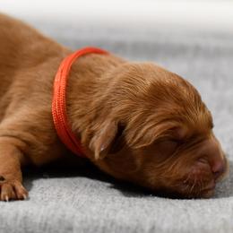 Fig - Dark golden male Golden Retriever puppy in Strawberry Plains, Tennessee from Origins Goldens