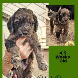 Brown Merle Abstract Male - Merle male Cockapoo puppy in Stayton, Oregon from MoSa Ranch Cockapoos