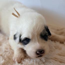 Tan - Gravy - White and badger male Great Pyrenees puppy in San Marcos, California from Faith Family Freedom Farm