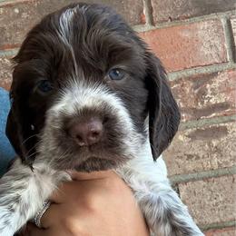 Arctic - Liver white and roan female English Springer Spaniel puppy in Pensacola, Florida from LeichtHouse Kennel