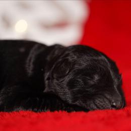 Pink Ribbon - Black female German Shepherd puppy in Howard City, Michigan from Sherman's Shepherds