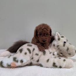 Freedom (AKC) - Red  male Poodle puppy in Rainbow City, Alabama from Spinks Poodles