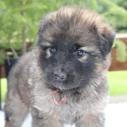 Ambrosia - Sable female German Shepherd puppy in Oakland, Oregon from VHM German Shepherds