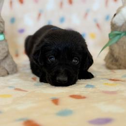 Ms. Black - Black female Labrador Retriever puppy in Overton, Nevada from Sinfully Sweet Kennel